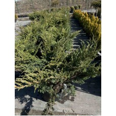 Ялівець лускатий Блу свід/ Ханнеторп 0.8 м